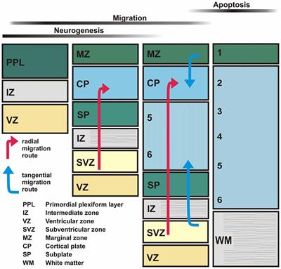 Modulation of Neocortical Development by Early Neuronal Activity: Physiology and Pathophysiology